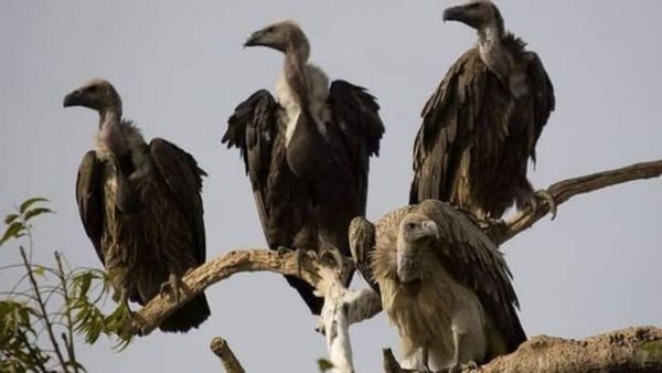 ಅಳಿವಿನಂಚಿನಲ್ಲಿ ರಣಹದ್ದು: ಮೂರು ರಾಜ್ಯಗಳಲ್ಲಿ ಏಕಕಾಲಕ್ಕೆ ರಣಹದ್ದು ಸಮೀಕ್ಷೆ