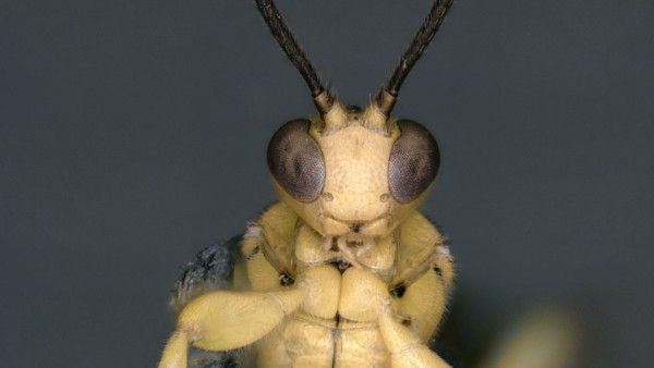 ಬಿಳಿಗಿರಿರಂಗನ‌ ಬೆಟ್ಟದಲ್ಲಿ ವರ್ಣರಂಜಿತ ಕಣಜ ಪತ್ತೆ: ಕೀಟದ ವಿಶೇಷತೆ ಬಗ್ಗೆ ಇಲ್ಲಿದೆ ಮಾಹಿತಿ