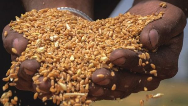 112.18 MT ಗೋಧಿ ಉತ್ಪಾದನೆಯಿಂದ ಭಾರತ ದಾಖಲೆ ಬರೆಯಲಿದೆ: ಕೃಷಿ ಸಚಿವಾಲಯ