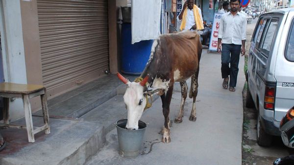 'ನೀರುಣಿಸಿ-ಜೀವವನ್ನುಳಿಸಿ'ಅಭಿಯಾನ: ಸುಡು ಬೇಸಿಗೆಯಲ್ಲಿ ಮೂಕ ಪ್ರಾಣಿ, ಪಕ್ಷಿಗಳ ದಾಹ ತಣಿಸೋಣ!