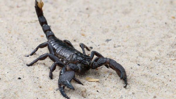 ಇದು ಬಣ್ಣ ಬದಲಿಸುವ ಊಸರವಳ್ಳಿಯಲ್ಲ ಚೇಳು: ಬೆರಗುಗೊಳಿಸುವ ವಿಡಿಯೋ ವೈರಲ್