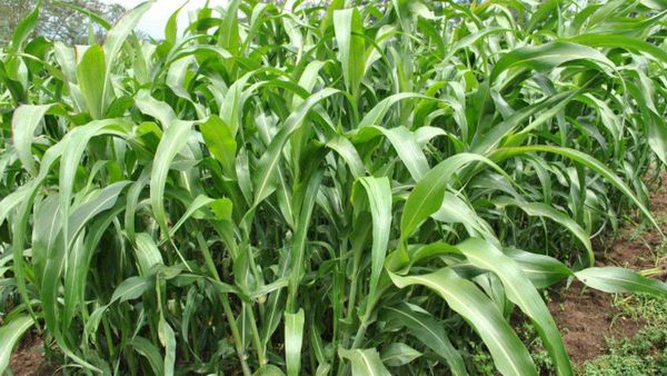 ರಾಯಚೂರು ಜಿಲ್ಲೆಯಲ್ಲಿ ಬೆಳೆದ ಜೋಳದ ಸೊಪ್ಪೆಗೆ ಭಾರಿ ಬೇಡಿಕೆ, ಏಕೆ?, ಇಲ್ಲಿದೆ ವಿವರ