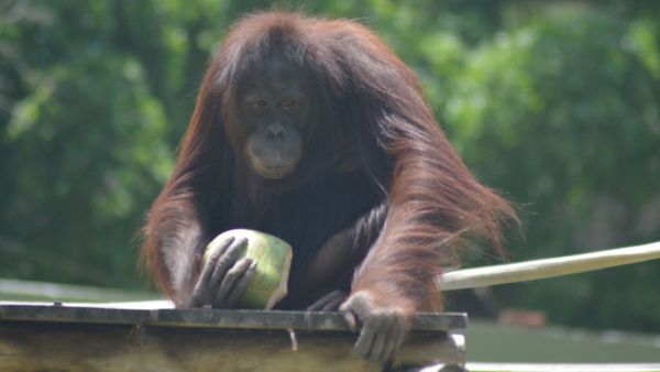 ಮೈಸೂರು ಮೃಗಾಲಯದ ಪ್ರಾಣಿಗಳಿಗೆ ಬೇಸಿಗೆಯ ವಿಶೇಷ ಆರೈಕೆ ಹೇಗಿದೆ?: ಇಲ್ಲಿದೆ ಮಾಹಿತಿ