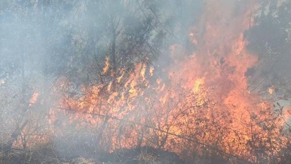 ಕಿಡಿಗೇಡಿಗಳ ದುಷ್ಕೃತ್ಯ: 50 ಎಕರೆ ಅರಣ್ಯ ಪ್ರದೇಶ ಬೆಂಕಿಗಾಹುತಿ