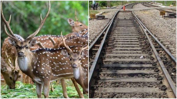 ಅರಣ್ಯದಲ್ಲಿ ರೈಲುಗಳ ವೇಗ ತಗ್ಗಿಸಲು ಕೋರಿ ಹೈಕೋರ್ಟ್‌ಗೆ ಅರ್ಜಿ: ರಾಜ್ಯದಲ್ಲೂ ಸುಪ್ರಿಂ ತೀರ್ಪು ಅನ್ವಯ