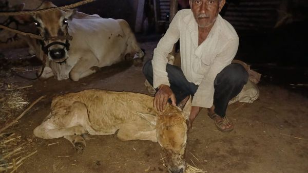 ಚರ್ಮಗಂಟು ರೋಗದಿಂದ ತತ್ತರಿಸಿದ ಧಾರವಾಡ ರೈತರು: ಪರಿಹಾರ ನೀಡದ ಸರ್ಕಾರ ವಿರುದ್ಧ ಆಕ್ರೋಶ