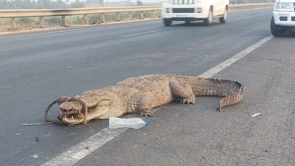 ವಿಜಯಪುರದ ಹೆದ್ದಾರಿಯೊಂದರಲ್ಲಿ ಮೊಸಳೆ ಕಂಡು ಬೆಚ್ಚಿಬಿದ್ದ ವಾಹನ ಸವಾರರು!