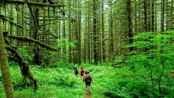 Amazon Forest: 31 ದಿನಗಳ ಕಾಲ ಎರೆ ಹುಳು ತಿಂದು ತನ್ನದೇ ಮೂತ್ರ ಕುಡಿದು ಬದುಕಿದ್ದ ವ್ಯಕ್ತಿ