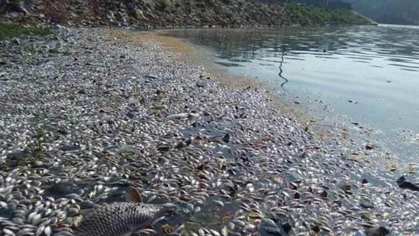 ಬೆಂಗಳೂರಿನ 95% ಕೆರೆಗಳು ಅತಿಕ್ರಮಣ, ಕಲುಷಿತ: ವರದಿ