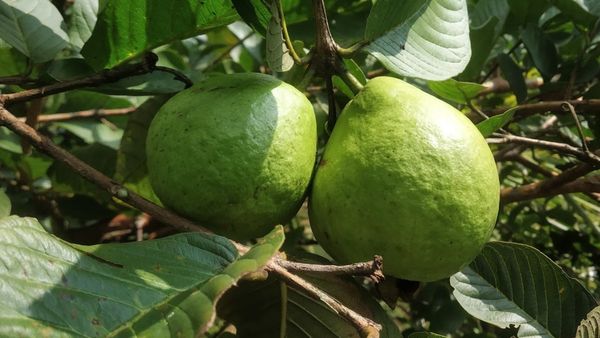 ಬೇಸಿಗೆಯಲ್ಲಿ ಪೇರಲ ಬೆಳೆ ನಿರ್ವಹಣೆ; ರೈತರಿಗೆ ಸಲಹೆಗಳು 