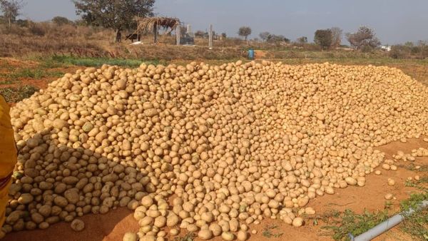 ಆಲೂಗಡ್ಡೆ ಬೆಲೆ ದಿಢೀರ್‌ ಕುಸಿತ: ಸಂಕಷ್ಟದಲ್ಲಿ ಚಿಕ್ಕಬಳ್ಳಾಪುರ ರೈತರು