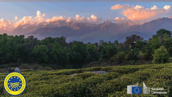 ಹಿಮಾಚಲ ಪ್ರದೇಶದ ಕಾಂಗ್ರಾ ಟೀಗೆ ಯುರೋಪಿಯನ್ ಜಿಐ ಟ್ಯಾಗ್