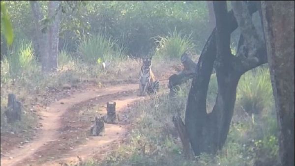 ಬಿಳಿಗಿರಿರಂಗನ ಬೆಟ್ಟದಲ್ಲಿ ಪ್ರವಾಸಿಗರಿಗೆ ಒಂದೇ ಕಡೆ ಮೂರು ಹುಲಿಗಳ ದರ್ಶನ