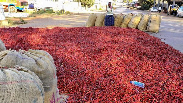 ಅಮೂಲ್‌ ನಂತರ ಮತ್ತೊಂದು ವಿವಾದ: ಬ್ಯಾಡಗಿ ಮಾರುಕಟ್ಟೆಯನ್ನು ಆವರಿಸಿಕೊಳ್ಳುತ್ತಿದೆ ಗುಜರಾತಿ ಮೆಣಸಿನಕಾಯಿ- ಮಾಹಿತಿ, ವಿವರ
