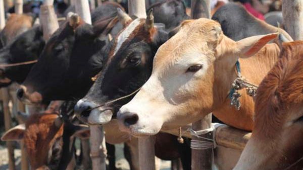 Nandini vs Amul ಗದ್ದಲವೇ ಬೇರೆ-ಹೈನುಗಾರಿಕೆಯ ಸಮಸ್ಯೆಗಳೇ ಬೇರೆ: ಲಾಭದಾಯಕವಾ ಹೈನುಗಾರಿಕೆ? ತಿಳಿಯಿರಿ