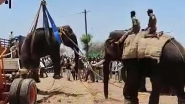 ನ್ಯಾಮತಿ: 16 ವರ್ಷದ ಬಾಲಕಿಯನ್ನು ಕೊಂದಿದ್ದ ಪುಂಡಾನೆ ಕೊನೆಗೂ ಸೆರೆ: ನೆಮ್ಮದಿಯ ನಿಟ್ಟುಸಿರು ಬಿಟ್ಟ ಜನ