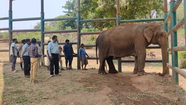 ಆನೆ ಗರ್ಭದಲ್ಲೇ ಮರಿ ಸಾವು, ತಾಯಿಯೂ ಉಳಿಯಲಿಲ್ಲ