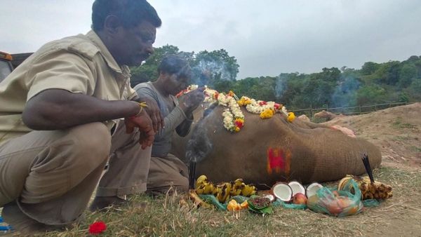 ಬನ್ನೇರುಘಟ್ಟ ಉದ್ಯಾನದಲ್ಲಿ ‘ಸುವರ್ಣ’ ಆನೆ ಅಂತಿಮ ಸಂಸ್ಕಾರ