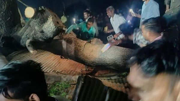 ಮಹಾರಾಷ್ಟ್ರ: ಶೆಡ್ ಮೇಲೆ ಬಿದ್ದ ಬೃಹತ್ ಮರ: 7 ಸಾವು, ಅವಶೇಷಗಳ ಅಡಿ ಸಿಲುಗಿದ 35 ಜನ