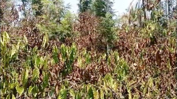 ಬಿಸಿಲಿನ ಧಗೆಗೆ ಸಾಯುತ್ತಿವೆ ಕಾಫಿ ಗಿಡಗಳು, ಮುಗಿಲಿನತ್ತ ಮುಖ ಮಾಡಿದ ಕೊಡಗಿನ ಅನ್ನದಾತ