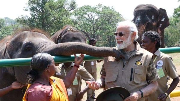 ಭಾರತದಲ್ಲಿವೆ 3,167 ಹುಲಿಗಳು: ಮೈಸೂರಿನಲ್ಲಿ ವರದಿ ಬಿಡುಗಡೆ ಮಾಡಿದ ಪ್ರಧಾನಿ ನರೇಂದ್ರ ಮೋದಿ