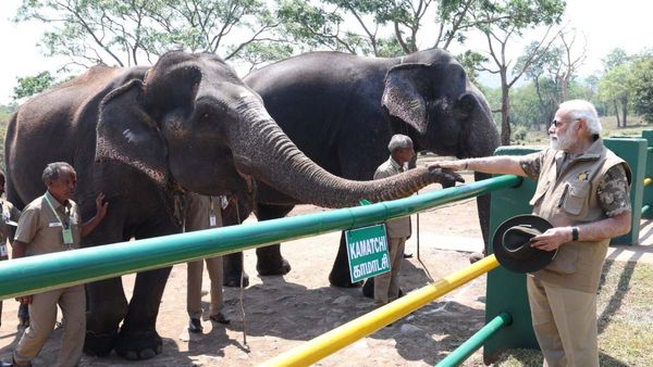 ದಯವಿಟ್ಟು ಬಂಡೀಪುರವನ್ನು ಅದಾನಿಗೆ ಮಾರಬೇಡಿ: ಪ್ರಧಾನಿ ಮೋದಿಗೆ ಕಾಂಗ್ರೆಸ್‌ ಮನವಿ