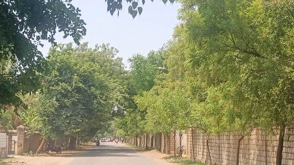 ಬಳ್ಳಾರಿಯಲ್ಲಿ 425 ಮರಗಳನ್ನು ಕಡಿಯಲು ಅರಣ್ಯ ಇಲಾಖೆ ಸಜ್ಜು: ಸಾರ್ವಜನಿಕರ ಆಕ್ರೋಶ