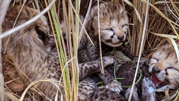 Cheetas Dies: ಕುನೋ ರಾಷ್ಟ್ರೀಯ ಉದ್ಯಾನದಿಂದ 'ಚಿರತೆಗಳ' ಸ್ಥಳಾಂತರ ನಿರ್ಧಾರ ನಮ್ಮ ಕೈಲಿಲ್ಲ