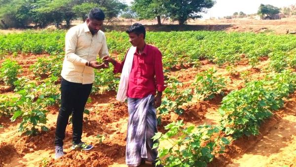 ಹತ್ತಿ ಬೆಳೆಗೆ ವಿವಿಧ ರೋಗಗಳು; ಹತೋಟಿಗೆ ರೈತರಿಗೆ ಸಲಹೆಗಳು 