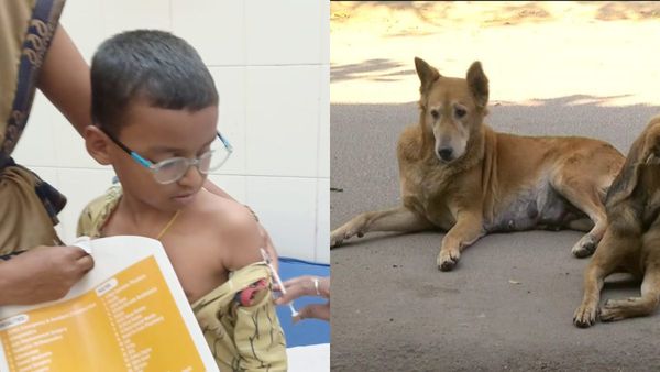 ಬಳ್ಳಾರಿಯಲ್ಲಿ ಹೆಚ್ಚಾದ ಬೀದಿ ನಾಯಿಗಳ ಹಾವಳಿ, ಆಸ್ಪತ್ರೆ ಸೇರಿದ 8 ಜನ