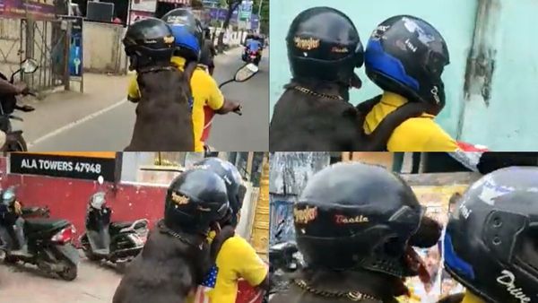 ಸಂಚಾರಿ ನಿಯಮ ಪಾಲಿಸಿದ ಶ್ವಾನ: ಬೈಕ್ ಸವಾರನ ಹಿಂದೆ ಕುಳಿತು ಹೆಲ್ಮೆಟ್‌ ಧರಿಸಿದ್ದು ಮನುಷ್ಯ ಅಲ್ಲ ನಾಯಿ!