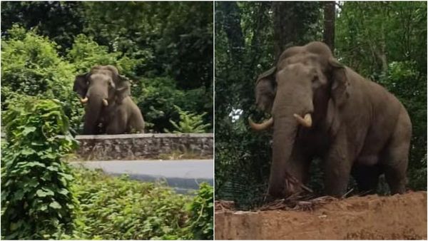ಚಾರ್ಮಾಡಿ ಘಾಟಿಯಲ್ಲಿ ದಿನನಿತ್ಯ ಕಾಡಾನೆ ಸಂಚಾರ: ವಾಹನ ಸವಾರರ ಎದೆಯಲ್ಲಿ ಢವಢವ!