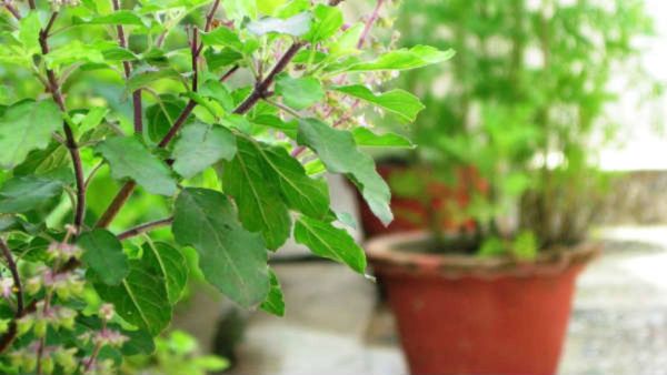 ಲಕ್ಷ್ಮಿಯ ಕೃಪೆಯಿಂದ ಧನ ವೃದ್ಧಿಯಾಗಲು.. ಮನೆಯಲ್ಲಿ ಸುಖ-ಶಾಂತಿ ತುಂಬಲು.. ಈ ಒಂದು ಕೆಲಸ ಸಾಕು