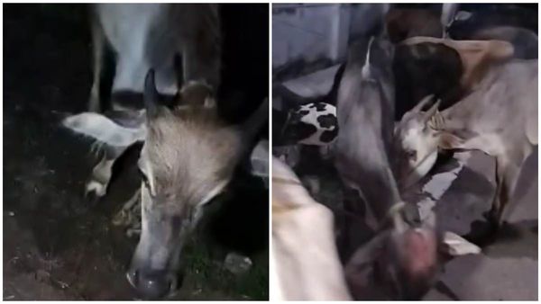 ಅಕ್ರಮ ಗೋ ಸಾಗಣೆ ವೇಳೆ ವಾಹನ ಪಲ್ಟಿ: 7 ಕರುಗಳು ಸಾವು, ಚಾಲಕ ಎಸ್ಕೇಪ್‌