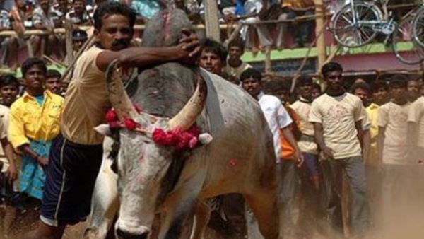Jallikattu: ತಮಿಳುನಾಡಿನ ಸಾಂಪ್ರದಾಯಿಕ ಜಲ್ಲಿಕಟ್ಟು ಕ್ರೀಡೆಗೆ ಕೊನೆಗೂ ಸಮ್ಮತಿ ಸೂಚಿಸಿದ ಸುಪ್ರೀಂಕೋರ್ಟ್‌
