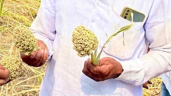 ಬೆಂಬಲ ಬೆಲೆ ಯೋಜನೆಯಡಿ ಕುಸುಬೆ ಉತ್ಪನ್ನ ಖರೀದಿ, ಜೂ. 29ರ ತನಕ ನೋಂದಣಿ 