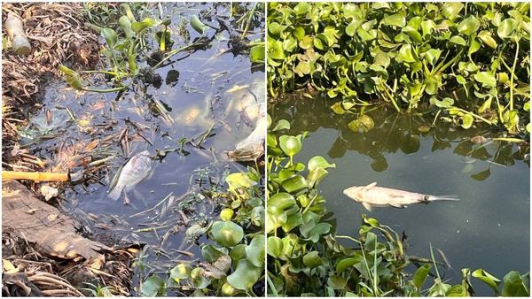 Bengaluru Lakes: ಮಡಿವಾಳ ಕೆರೆಯಲ್ಲಿ ಸಾಯುತ್ತಿರುವ ಮೀನುಗಳು: ಬಿಬಿಎಂಪಿ ನಿರ್ಲಕ್ಷ್ಯವೇ ಕಾರಣ ಎಂದು ಆರೋಪ