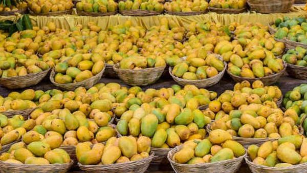 Mango Mela 2023: ಮೇ 26ರಂದು ಮೈಸೂರಿನ ಕುಪ್ಪಣ್ಣ ಪಾರ್ಕ್‌ನಲ್ಲಿ ಮಾವು ಮೇಳಕ್ಕೆ ಅದ್ಧೂರಿ ಚಾಲನೆ, ಸಮಯದ ವಿವರ ಇಲ್ಲಿದೆ