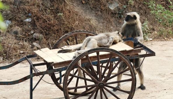 ಧಾರವಾಡ: ತಳ್ಳು ಗಾಡಿಯಲ್ಲಿ ಮರಿ ಮಂಗನ ಶವ, ಮುಗಿಲು ಮುಟ್ಟಿದ ತಾಯಿಯ ಮೂಕರೋಧನೆ