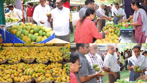 Mango Mela: ಮೈಸೂರಿನಲ್ಲಿ 3 ದಿನಗಳ ಕಾಲ ಅದ್ಧೂರಿಯಾಗಿ ನಡೆಯಿತು ಮಾವು ಮೇಳ, ತಳಿಗಳು, ದರ ಇದ್ದಿದ್ದು ಮಾತ್ರ ಹೀಗೆ?