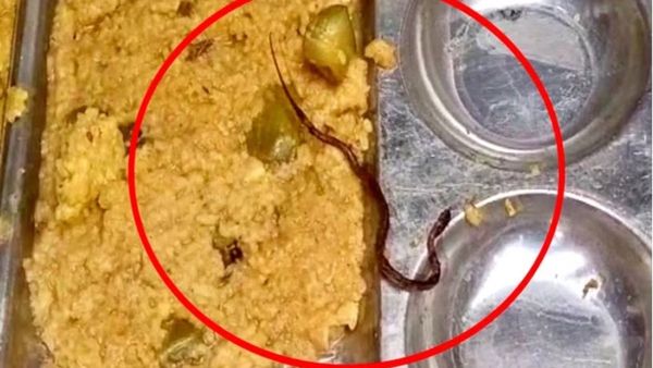 ಸರ್ಕಾರಿ ಶಾಲೆಯ ಬಿಸಿ ಊಟದಲ್ಲಿ ಹಾವು ಪತ್ತೆ- ವಿದ್ಯಾರ್ಥಿಗಳು ಅಸ್ವಸ್ಥ