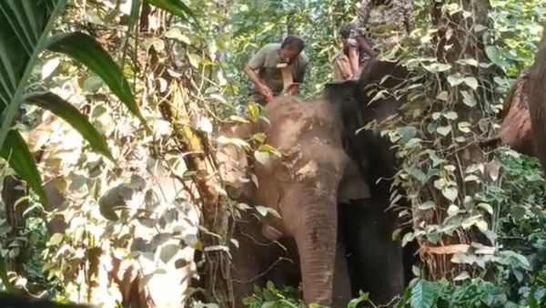 ಮಲೆನಾಡು ಭಾಗದಲ್ಲಿ ಕಾಡಾನೆ ಹಾವಳಿ: ರೇಡಿಯೋ ಕಾಲರ್ ಅಳವಡಿಸಿದ ಅರಣ್ಯ ಇಲಾಖೆ