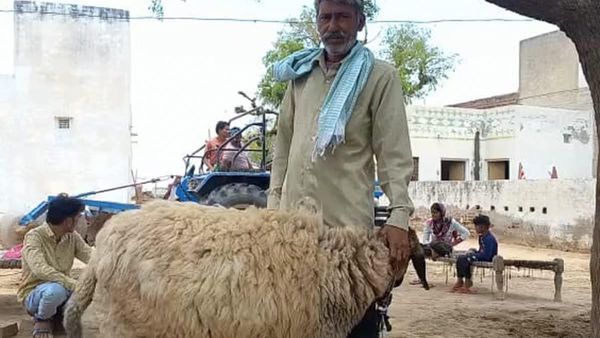 ಒಂದು ಕುರಿಗೆ ಒಂದು ಕೋಟಿ ರೂಪಾಯಿ ಆಫರ್: ಆದರೂ ಕೊಡಲ್ಲ ಎಂದ ರೈತ!