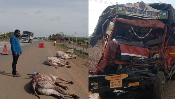 ಹಿರಿಯೂರು: ಅಕ್ರಮವಾಗಿ ಜಾನುವಾರು ಸಾಗಿಸುತ್ತಿದ್ದ ಲಾರಿ ಅಪಘಾತ, 9 ದನಗಳ ಸಾವು, ಚಾಲಕರಿಗೆ ಗಂಭೀರ ಗಾಯ