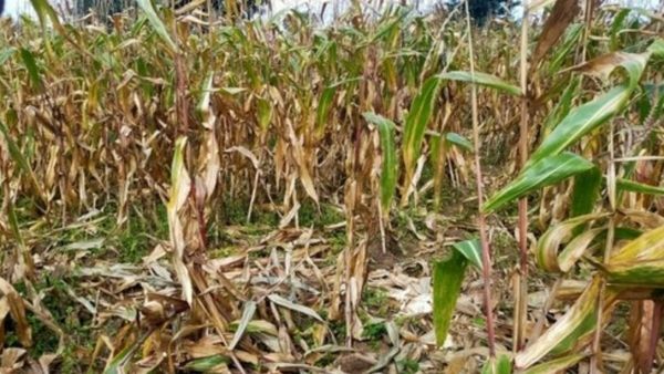 ಪೂರ್ವ ಮುಂಗಾರಿನಿಂದ ಸಾವಿರಾರು ಹೆಕ್ಟೇರ್ ಬೆಳೆ ಕಳೆದುಕೊಂಡು ಕಂಗಾಲಾದ ರೈತರು