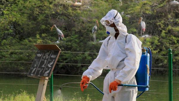 ಮುಂದಿನ ಸಾಂಕ್ರಾಮಿಕವಾಗಲಿದೆಯೇ ಏವಿಯನ್ ವೈರಸ್? ತಜ್ಞರು ನೀಡಿದ ಎಚ್ಚರಿಕೆಯೇನು?