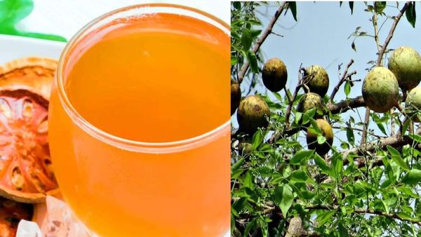 Bael Fruit Benefits: ಪೋಷಕಾಂಶಗಳ ಖಜಾನೆ ಬಿಲ್ಪಪತ್ರೆ ಹಣ್ಣಿನ ಆರೋಗ್ಯ ಉಪಯೋಗಗಳನ್ನು ತಿಳಿಯಿರಿ
