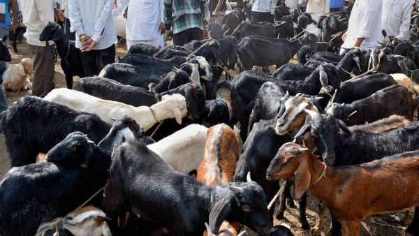 ಬಕ್ರೀದ್; ಕುರಿ, ಮೇಕೆ ವ್ಯಾಪಾರ ಜೋರು, ದರ ದುಪ್ಪಟ್ಟು