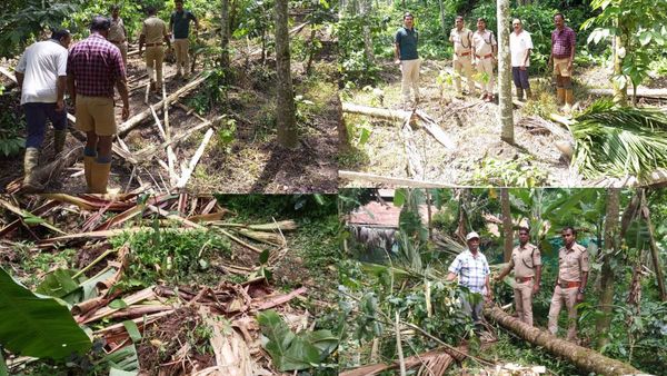 ಕಾಫಿನಾಡಿನ ಹಲವೆಡೆ ಕಾಫಿ, ಬಾಳೆ, ಅಡಿಕೆ ಬೆಳೆಗಳನ್ನು ಧ್ವಂಸ ಮಾಡಿದ ಕಾಡಾನೆಗಳು