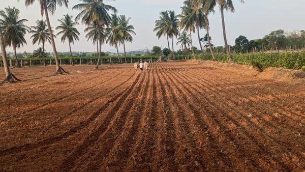 ಕೈ ಕೊಟ್ಟ ಮಳೆ: ಚಿಕ್ಕಬಳ್ಳಾಪುರದಲ್ಲಿ ಬಿತ್ತನೆ ಪ್ರಮಾಣ ತೀವ್ರ ಕುಂಠಿತ, ಸಂಕಷ್ಟದಲ್ಲಿ ರೈತ ವರ್ಗ